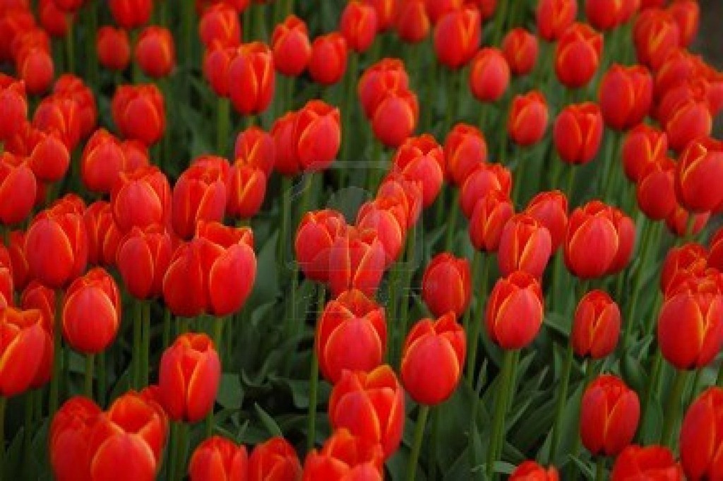 [tulipano-rosso-campo%255B4%255D.jpg]