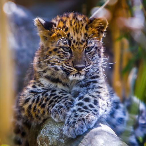 Hd-185396-ascw185396