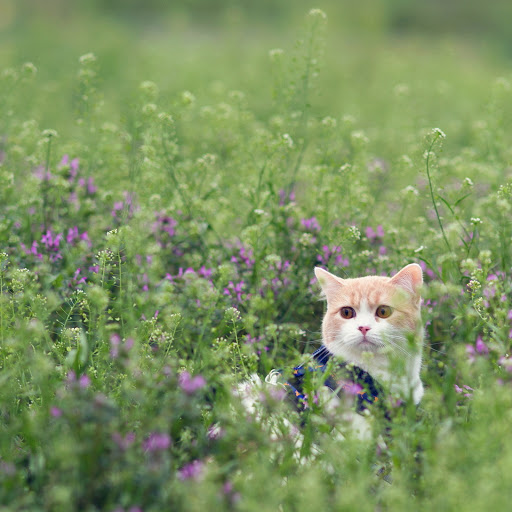 Hd-181129-ascw181129