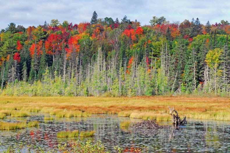 Algonquin- Park-26