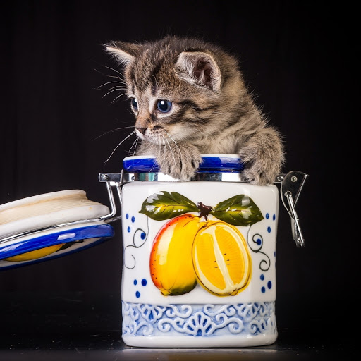 Hd-185647-ascw185647