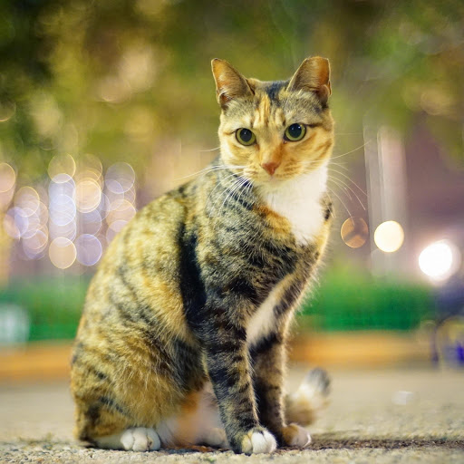 Hd-177128-ascw177128