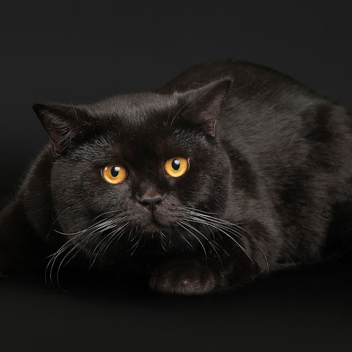 Hd-170471-ascw170471