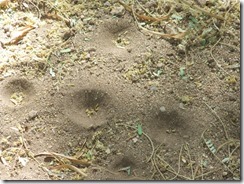 Ant lion holes better 6-24-2013 9-36-28 AM 3616x2712