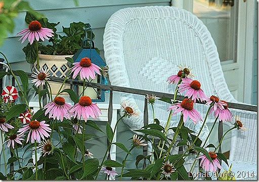 Conflowers Porch