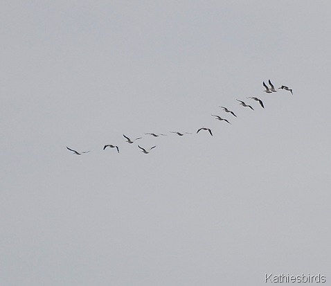 12. pelicans-kab