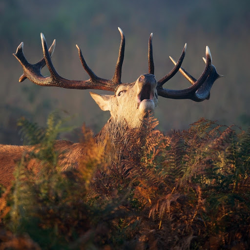 Hd-132134-ascw132134