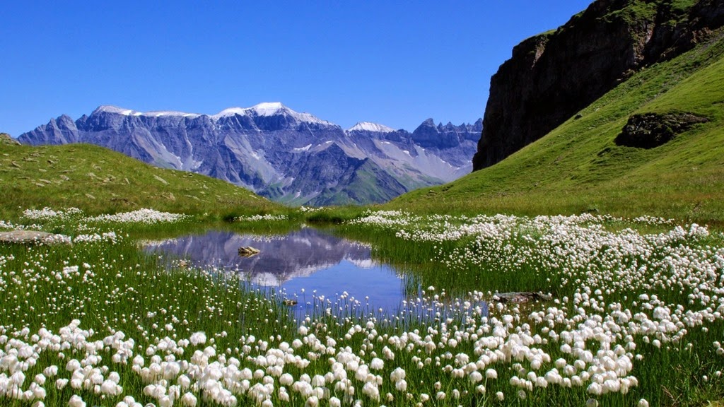 [nature_switzerland_lakes_alps_meadows_white_flowers_1600x900_69%255B6%255D.jpg]