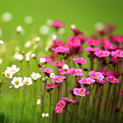 Hd-152686-ascw152686