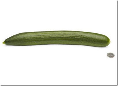 26-english-cucumber[1]