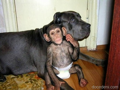 macaco e cadela8