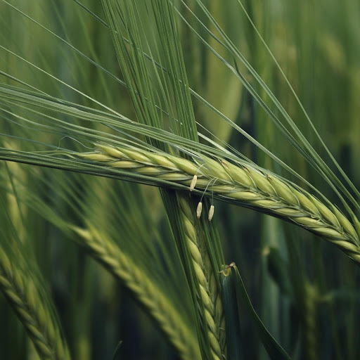 Hd-132209-ascw132209