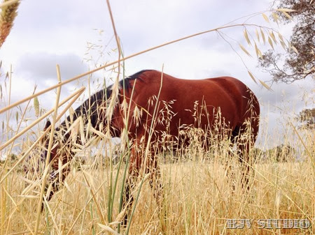 Gold grass to graze on | A Riding Habit