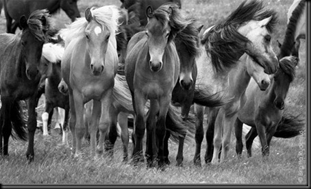 pm_20110625_horsesBW1_thumb