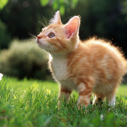 Hd-139631-ascw139631