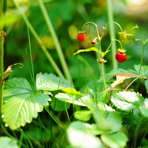 Hd-160027-ascw160027