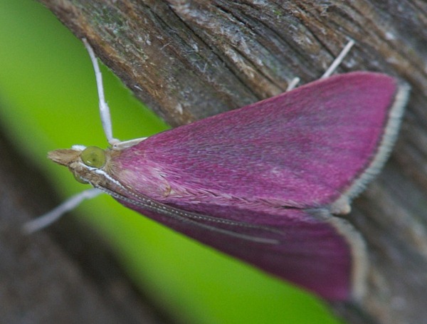 Pink Moth 01