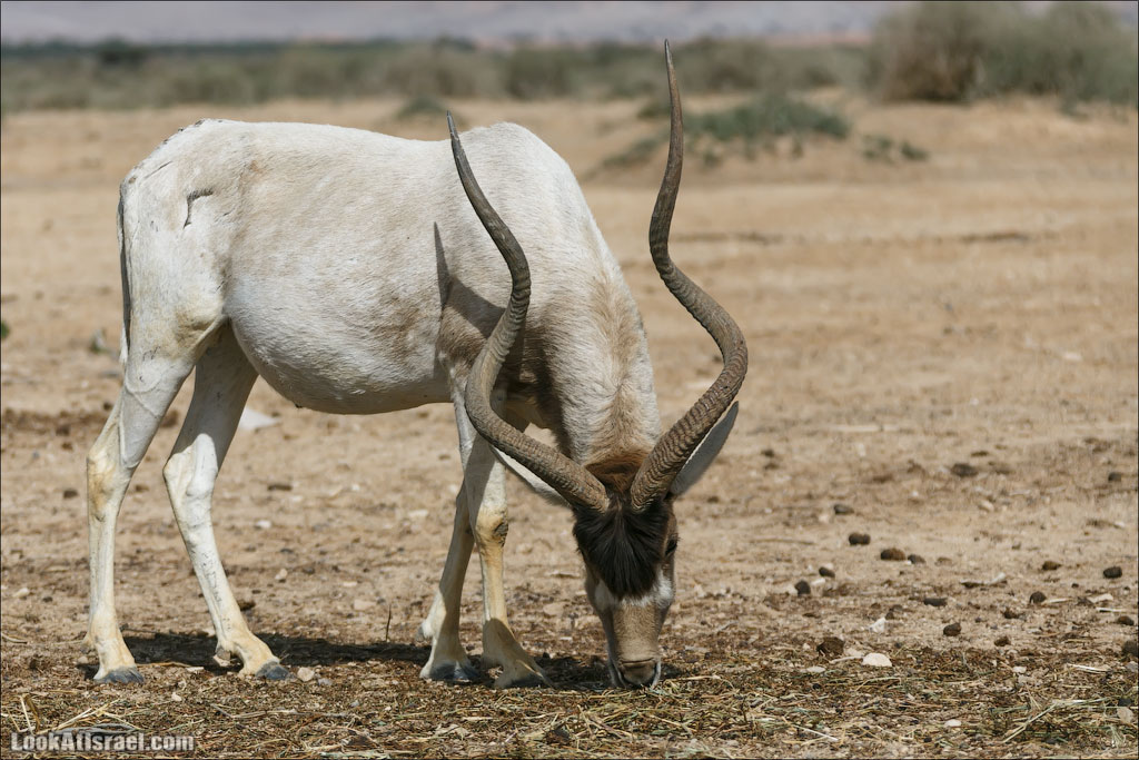 LookAtIsrael.com - Заповедник библейских животных Хай Бар | Hai Bar reserve | חי בר