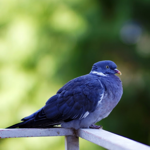 Hd-180595-ascw180595