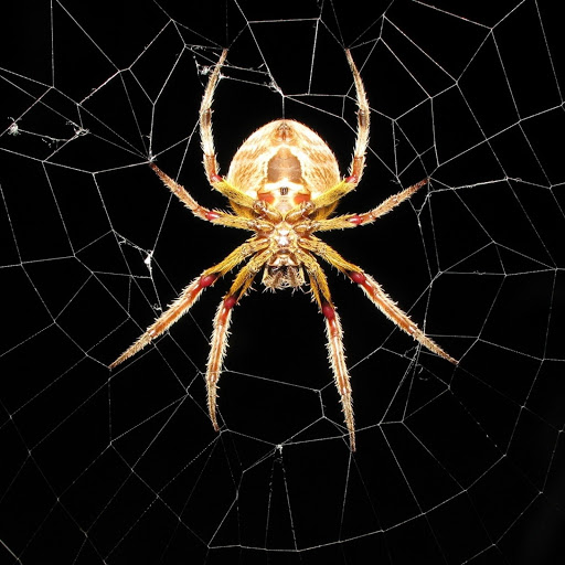 Hd-171268-ascw171268