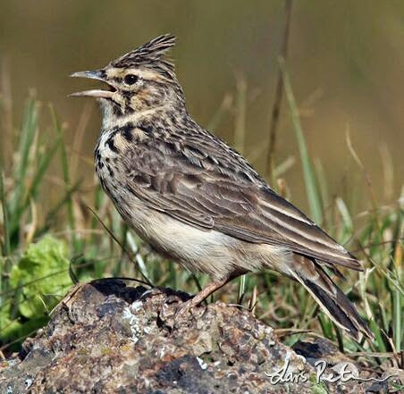 Thekla lark bird song Thekla lark bird song
