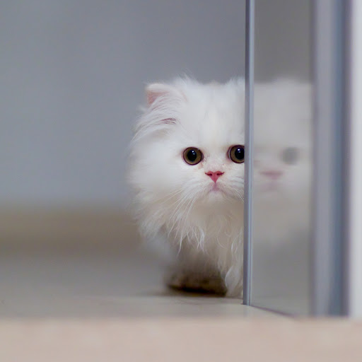 Hd-182604-ascw182604