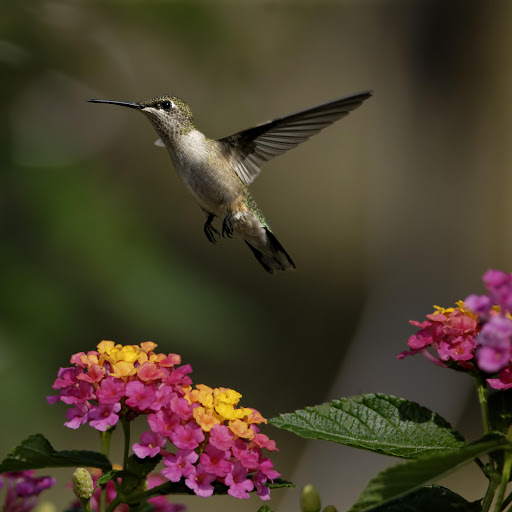 Hd-158540-ascw158540