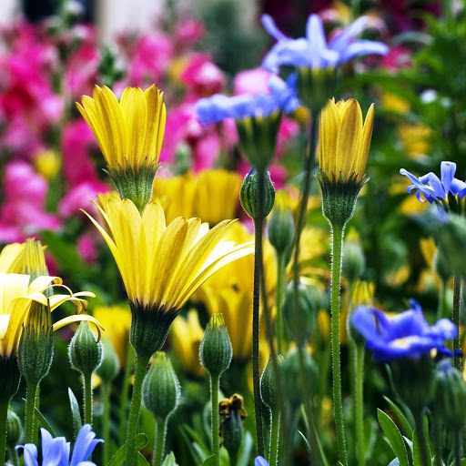 Hd-146264-ascw146264