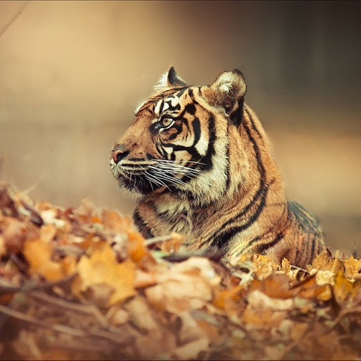 Hd-134705-ascw134705