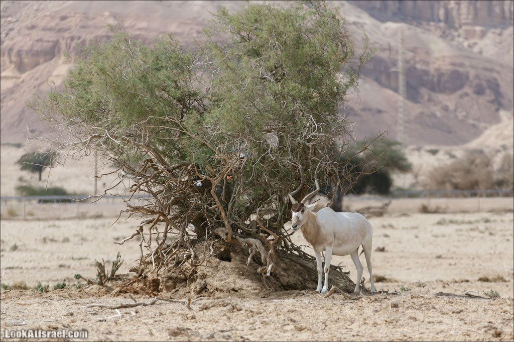 LookAtIsrael.com - Заповедник библейских животных Хай Бар | Hai Bar reserve | חי בר