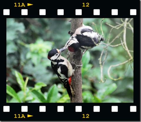 Male woodpecker feeding young 05 film png