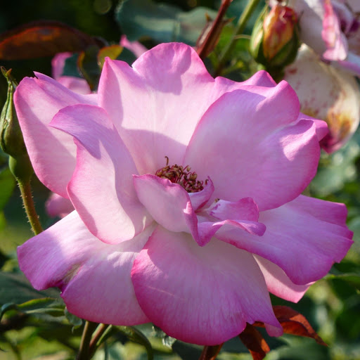 Hd-165736-ascw165736