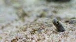 Biodiversité anguille de jardin