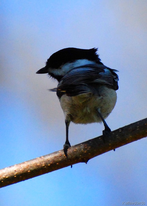 [14.%2520chickadee-kab%255B6%255D.jpg]