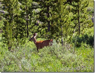 Yellowstone NP and Teton NP 014