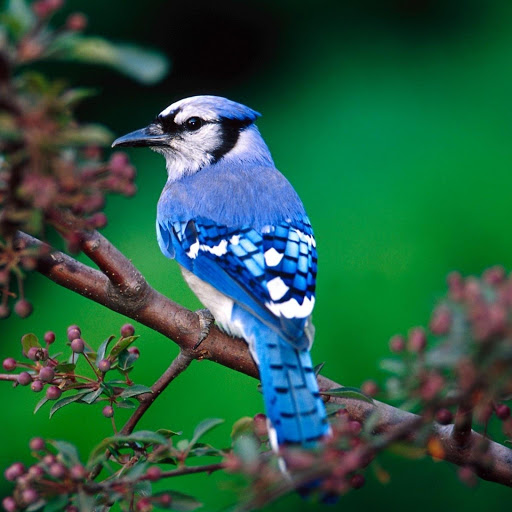 Hd-185635-ascw185635