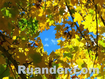 Fall Color 8 Ruander