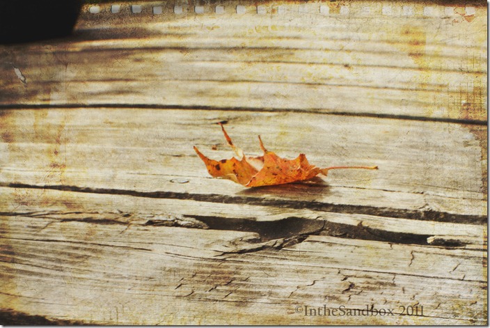leaf with KK autumn burst and scripted texture logo