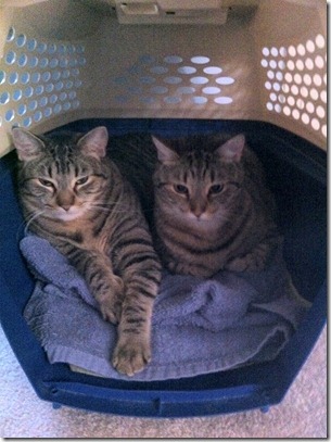 kitties in carrier 1