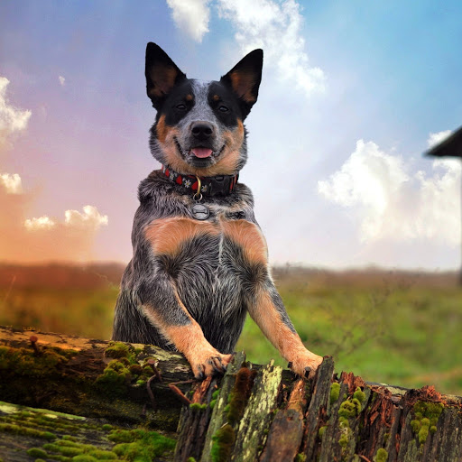 Hd-180701-ascw180701