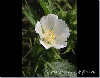 Kitaibelia-vitifolia3