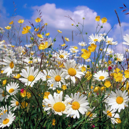 Hd-133320-ascw133320