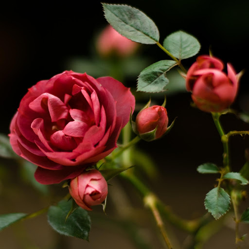 Hd-175255-ascw175255