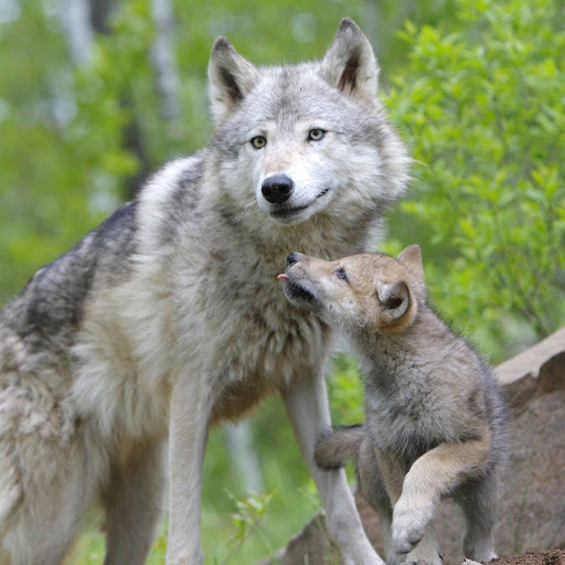 Hd-141577-ascw141577