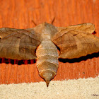 Walnut sphinx moth