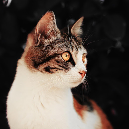 Hd-177617-ascw177617