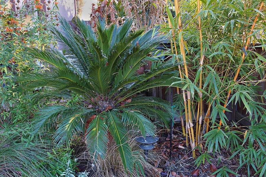 [110213_Cycas_revoluta_036.jpg]