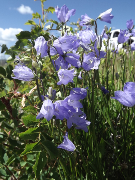 Harebell