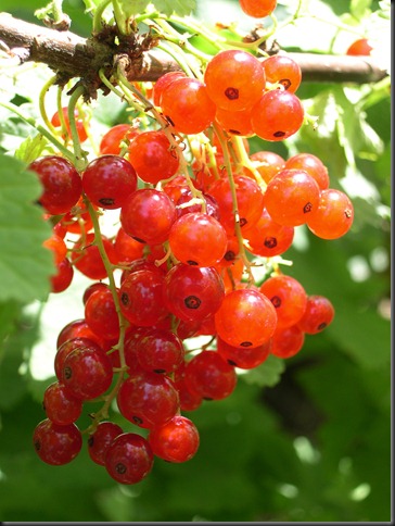 red currants 2