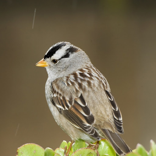 Hd-180603-ascw180603